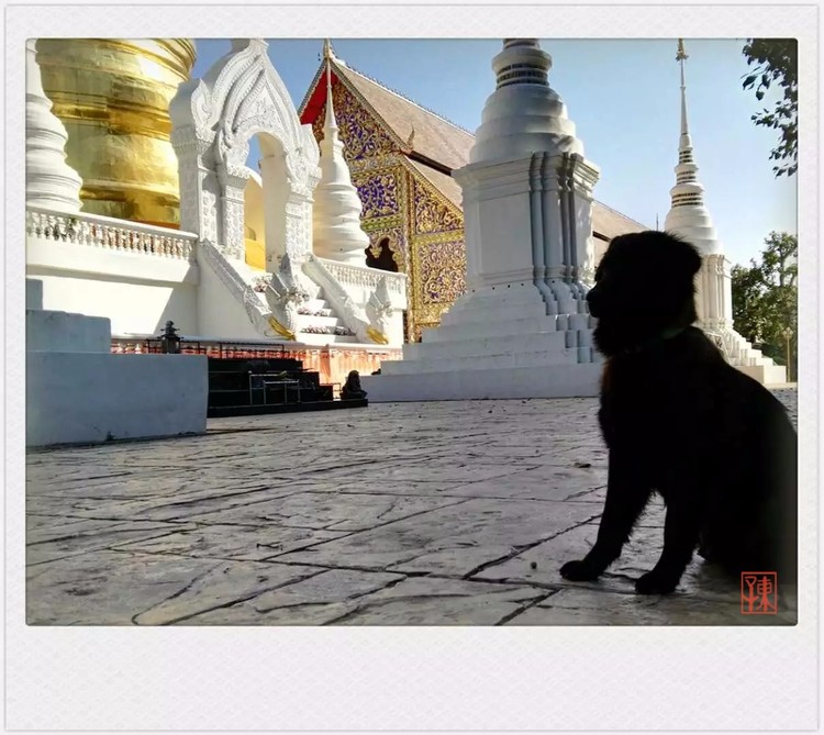 Black Dog in Thai Temple