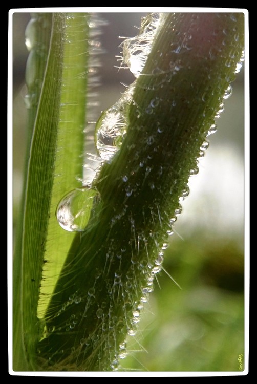 Dewdrops on Grass 