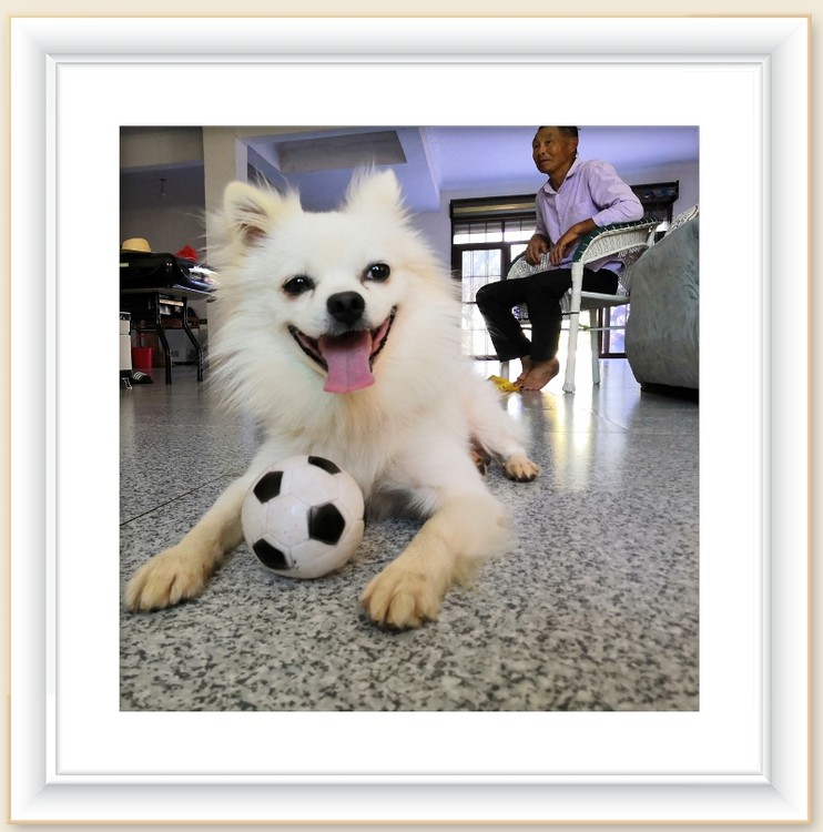 Dog & Ball & Man as Background