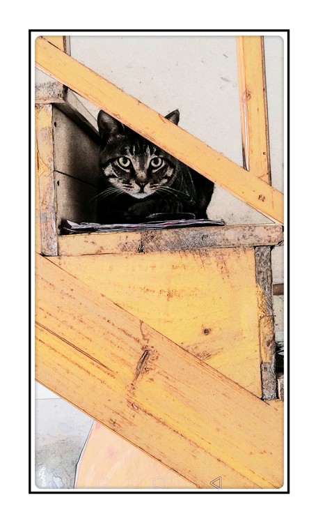 Black Cat