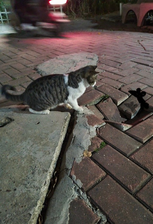 cat in night