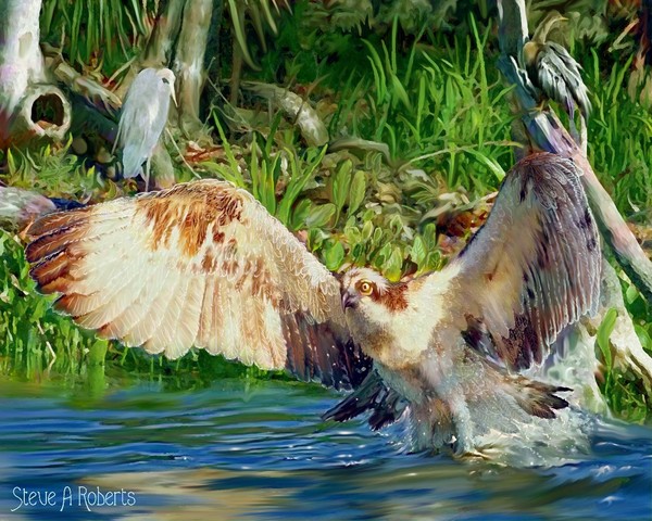 Hawk spray