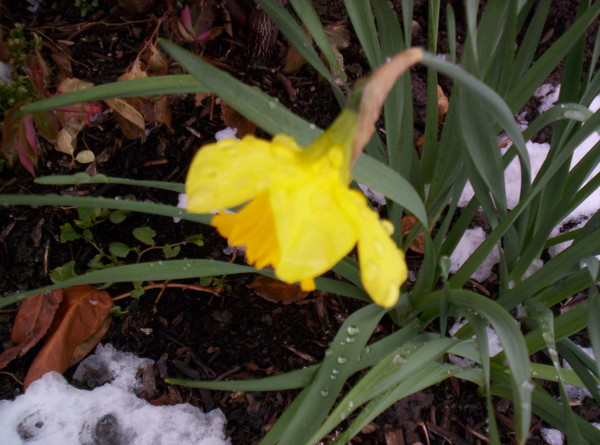 Daffodil