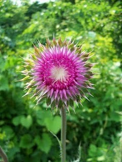 Thistle