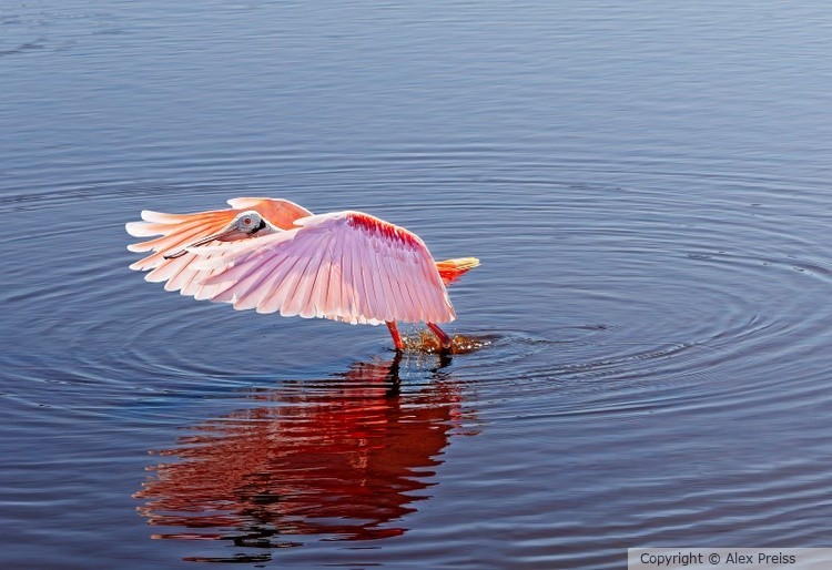 Roseate Spoonbill