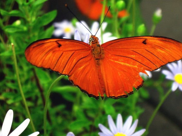 Orange Butterfly and Daisies