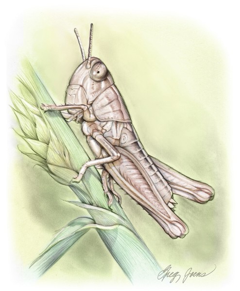 Grasshopper