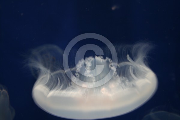 Jellyfish