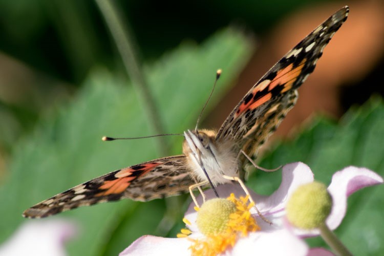 Painted Lady Butterfly