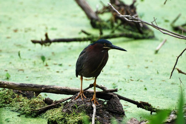 Green Heron