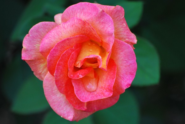 Joy Overflowed