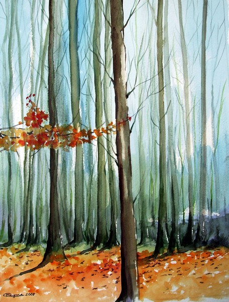 Woods and their light