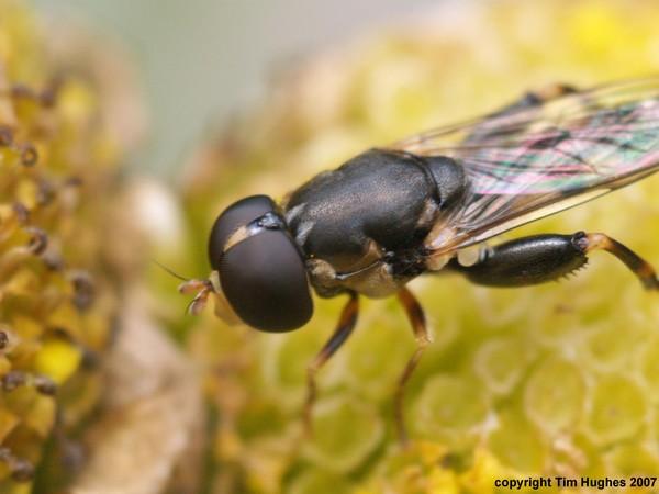 ' Macro Test Shot'