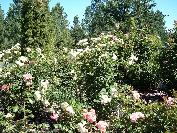 Rose Explosion