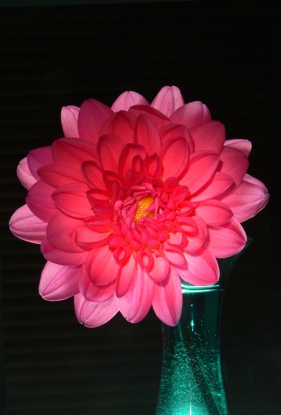 backlit flower