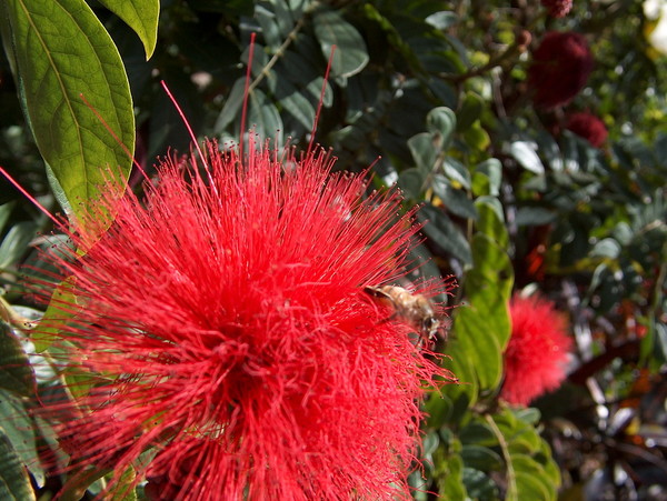 A Bee on a Bottlebrush Flower