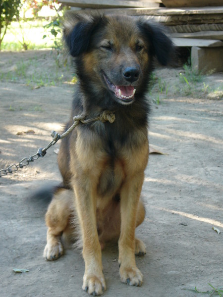 Very Scruffy - But Very Loveable! 001