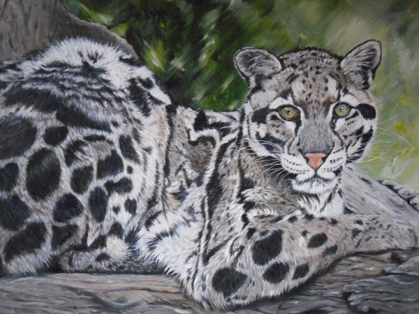 Leopard in oil