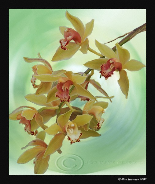 Orchids