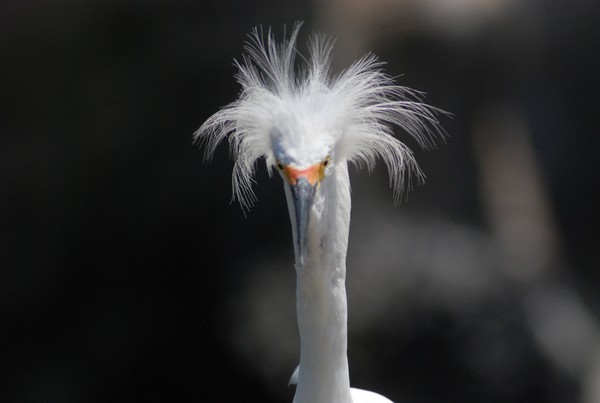Bad Hair Day