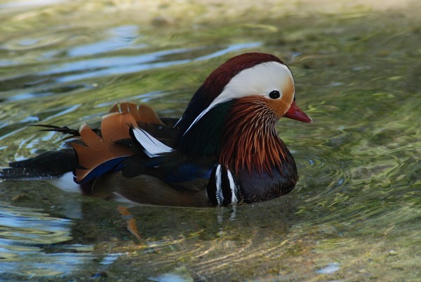 Mandarin