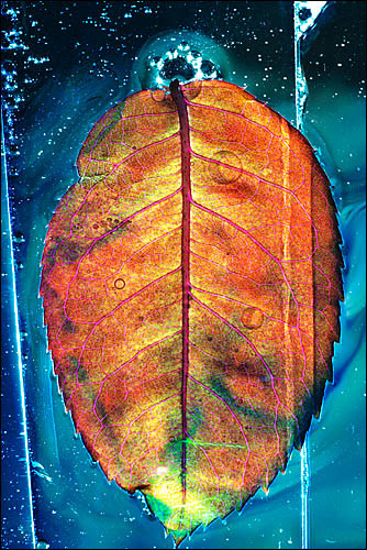 Rose Vertical - Universe of the Leaf