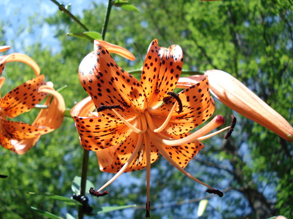 Tiger Lily
