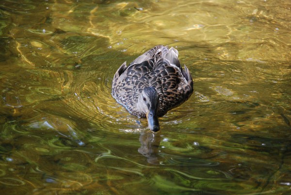 Female Mallard