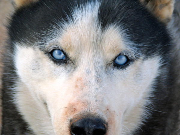 Close up of Nieve's beautiful eyes