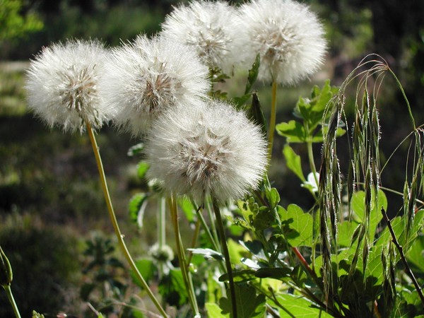 Five Wishes