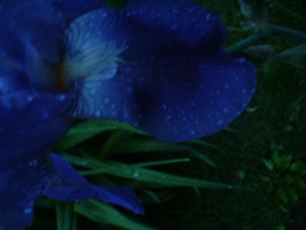 dew