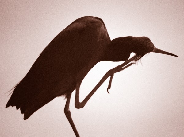 Blue Heron Itch in Duotone