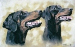 Portrait of two Dobermans