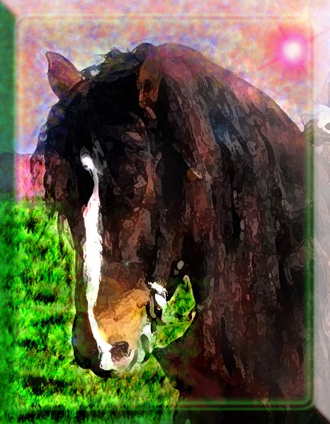 PURE PASO FINO
