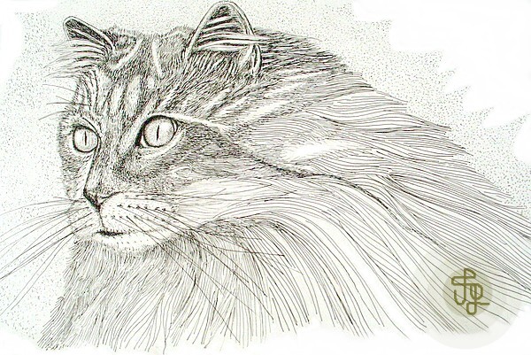 Tom Cat