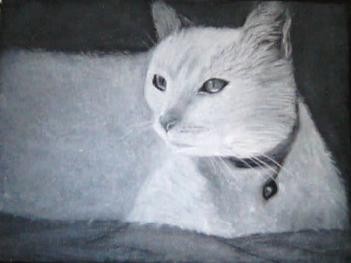 Cat 20