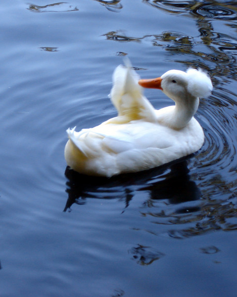  patito feo