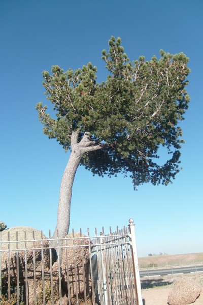 Tree in the rock fall