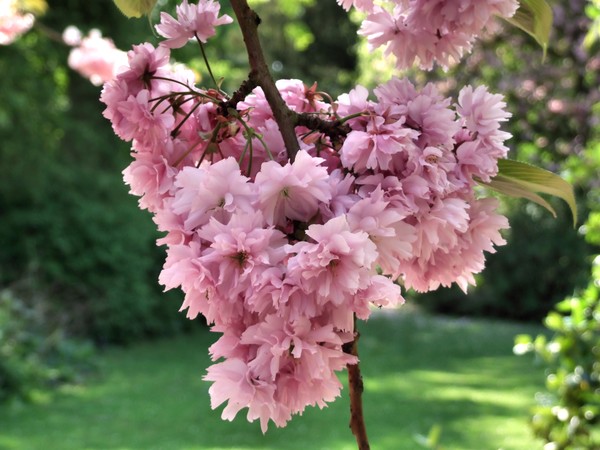 spring blossom