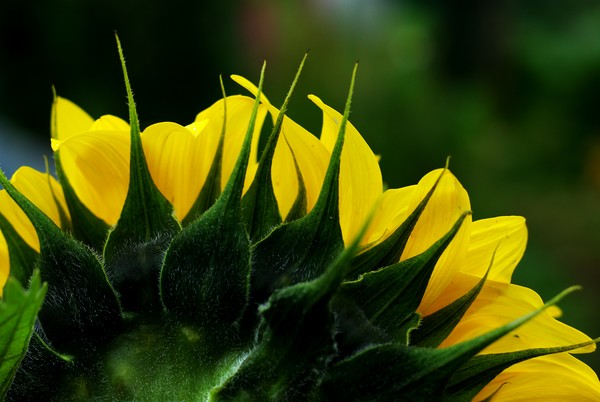 Yellow and Green