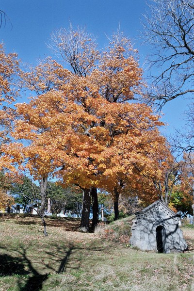 Autumn in Montreal