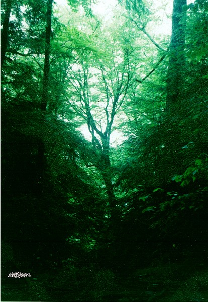 Emerald Glade