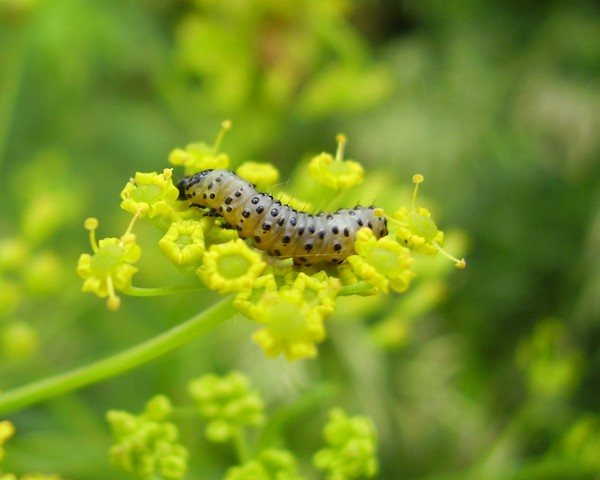 Caterpillar Bed