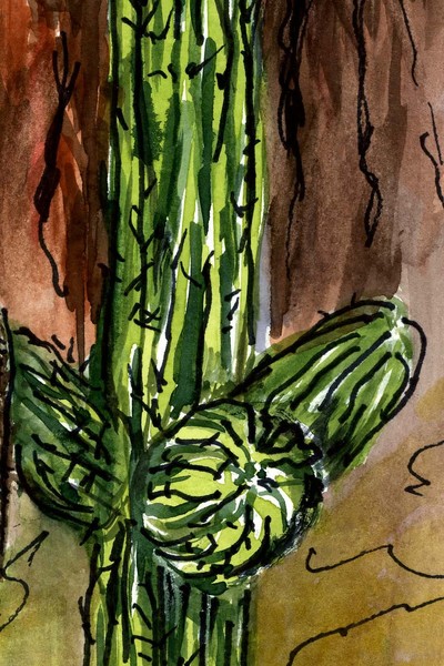 Saguaro in Arizona