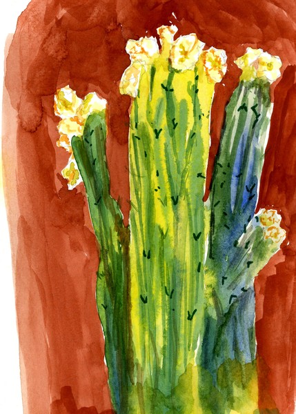 Saguaros and Their Hats