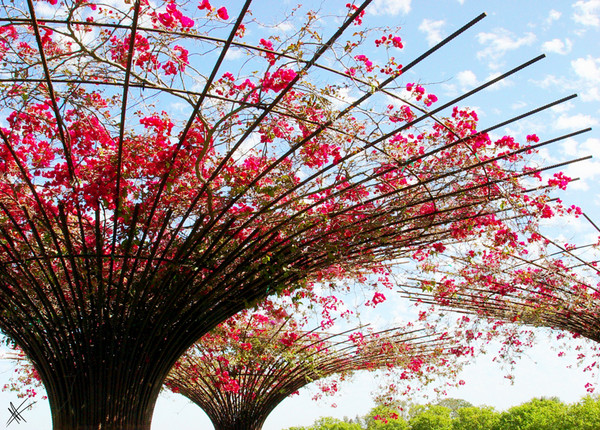 Greeting the Bougainvillea