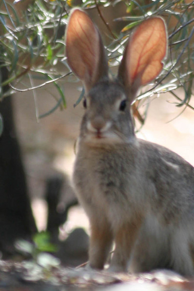 Rabbit