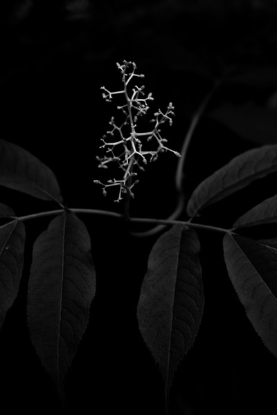 Ode to Delicacy