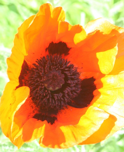 Exploding Summer Glory