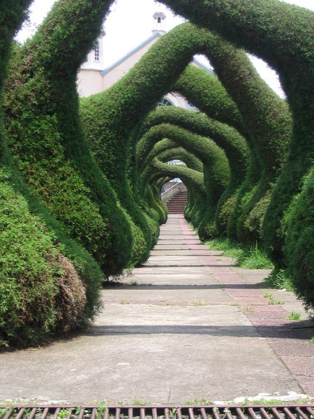 Costa Rican Garden